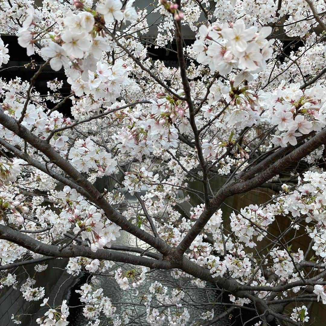 マシ・オカのインスタグラム：「Meguro river cherry blossoms.  今年は夜桜のライトアップが無いけど、やはり素晴らしい。」