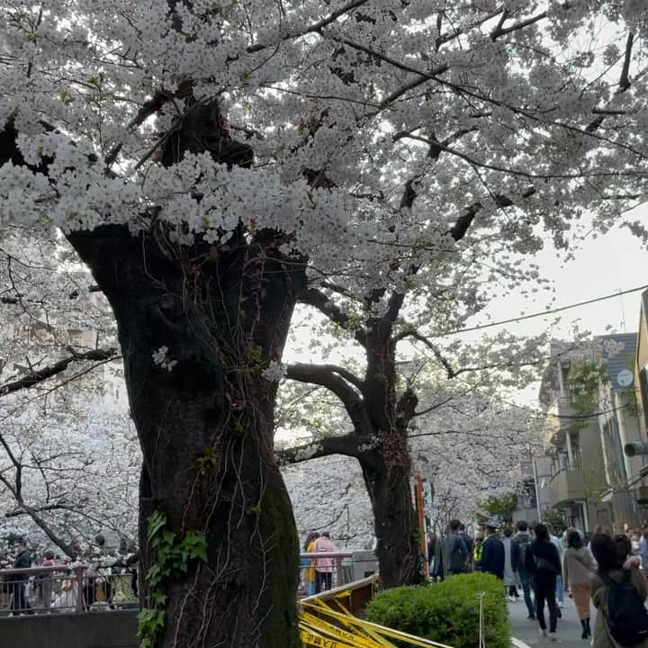 マシ・オカのインスタグラム：「Some sights and sounds.  Surprisingly it was crowded and there were a handful of tourists. #目黒川 #サクラ」