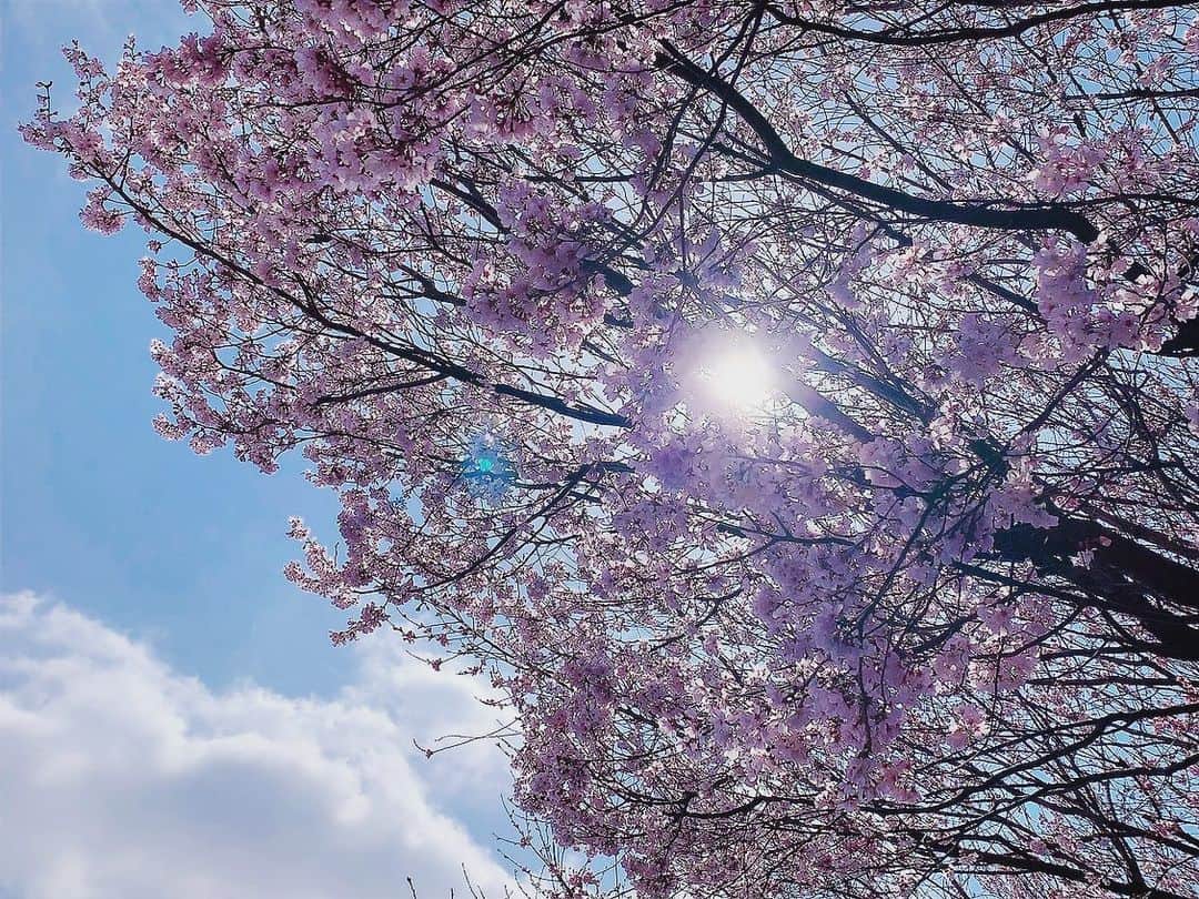 黒須遥香のインスタグラム：「桜と太陽と、青空と雲 。  🌸☀️🟦☁️  風景の写真撮るのって楽しいですよね〜☺︎   .  みなさんは、桜、見かけましたか〜？  #桜 #風景 #青空 #青天 #雲 #花 #木 #太陽 #写真 #picture」