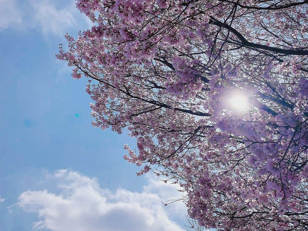 黒須遥香さんのインスタグラム写真 - (黒須遥香Instagram)「桜と太陽と、青空と雲 。  🌸☀️🟦☁️  風景の写真撮るのって楽しいですよね〜☺︎   .  みなさんは、桜、見かけましたか〜？  #桜 #風景 #青空 #青天 #雲 #花 #木 #太陽 #写真 #picture」3月28日 12時28分 - kuros.mile_haruka