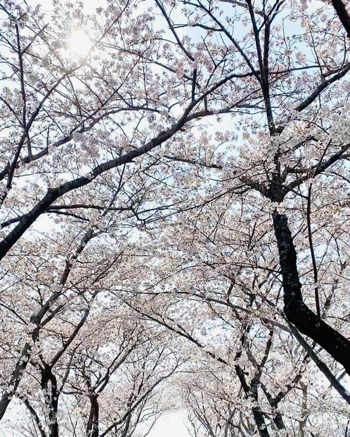 yukaのインスタグラム：「桜道 ❀ﾟ｡❀ﾟ・ ・ ・ ・ #桜 #桜並木 #team_jp_flower  #instagram #igersjp  #movie  #sakura #hamamatsu」