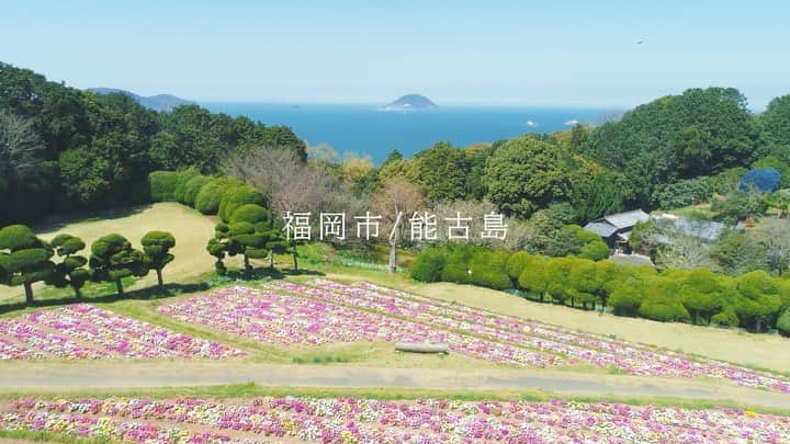 福岡市のインスタグラム：「フェリーで10分🚢季節の花々を楽しむことができる能古島は福岡市民の身近なおでかけスポットです🌿春の桜はもちろん、夏にはひまわり、秋はコスモスなど、四季折々の自然を楽しむことができます😊✨大自然の空気を感じに、ちょっとした船旅で訪れてみてはいかがでしょうか？  ※映像は2020年3月撮影したものです。  #能古島 #のこのしまアイランドパーク #福岡市 #福岡 #一人一花 #福岡観光 #福岡 #fukuokapics」