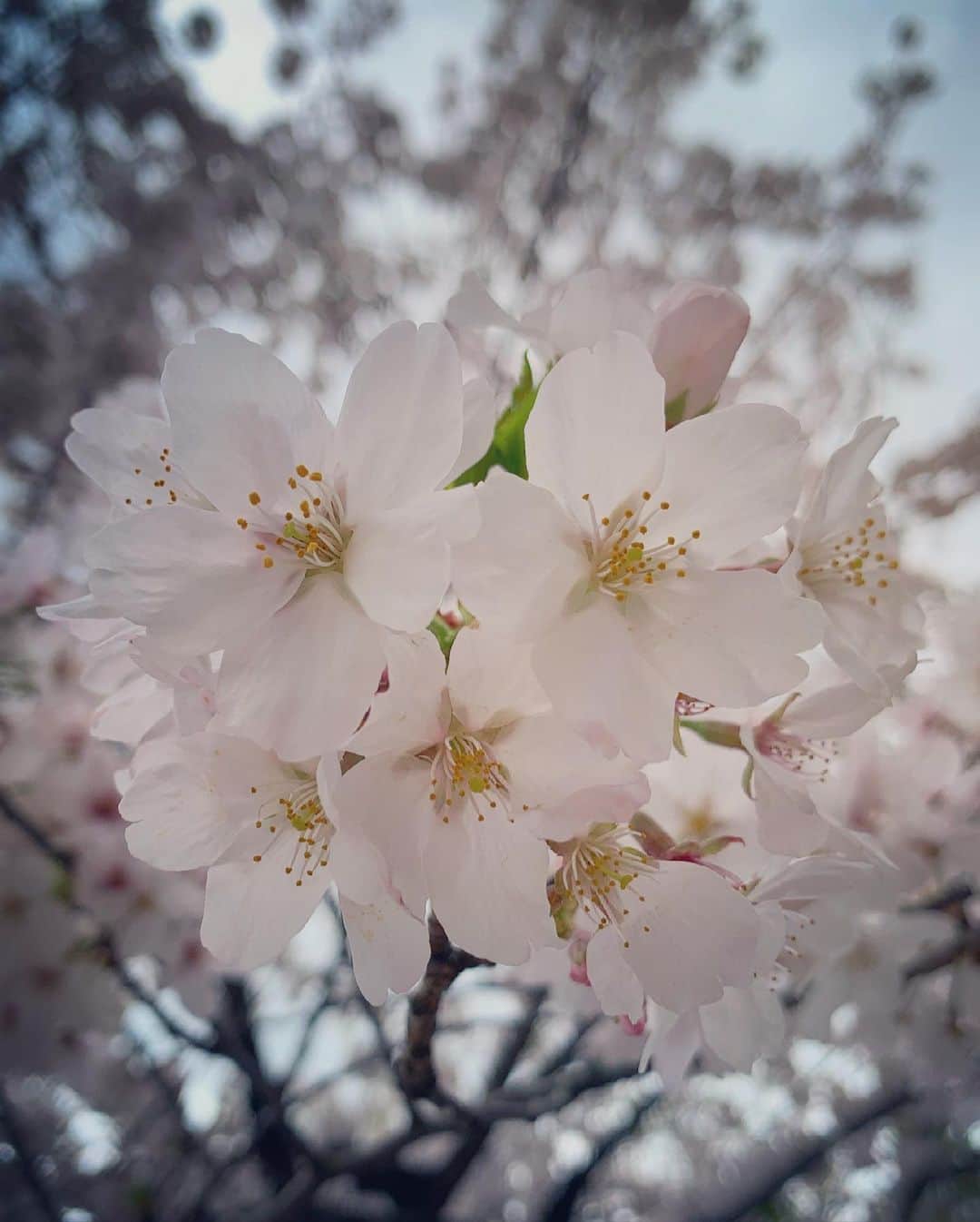白井ゆかりさんのインスタグラム写真 - (白井ゆかりInstagram)「.. 花散らしの雨風☔️🍃  どんより空に広がる桜もそれはそれで思い出。。 どんな時でも美しく咲いてくれる桜にありがとうだよ🌸  皆さん、素敵な週末を♪  #雨の中ありがとうございました #桜 #靖国神社 #靖国神社の桜 #千鳥ヶ淵の桜 #帰りに撮ったよ #tiktok #live #ご参加ありがとうございました #あたたかいコメントに感謝 #ラーメン食べて #暖まります #🍜 #笑」3月28日 13時32分 - yukari_shirai625