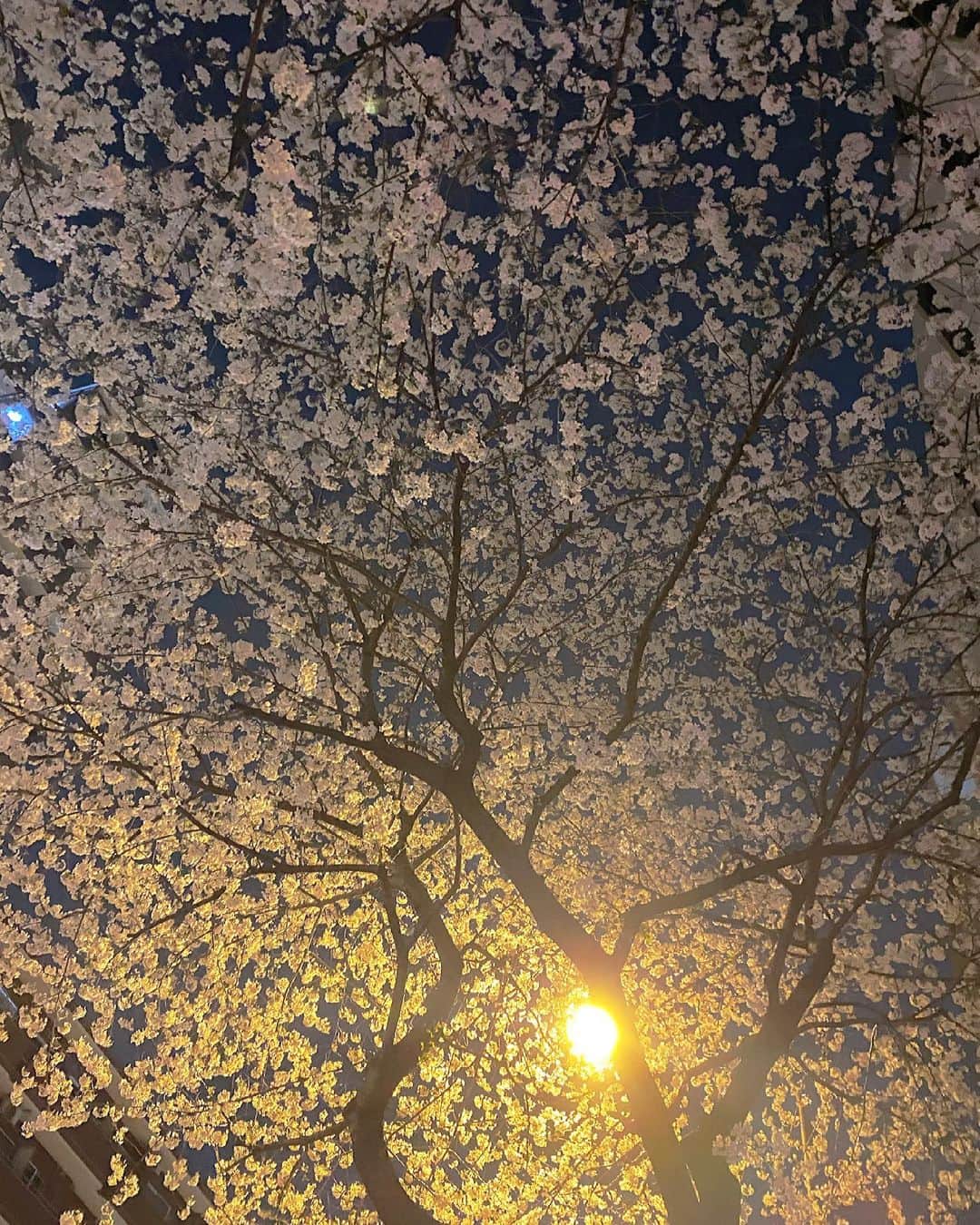 天木じゅんさんのインスタグラム写真 - (天木じゅんInstagram)「昨日のサウナ帰りの道♥︎ひとりで見上げながら、わ〜綺麗だなぁ、わ〜沢山咲いてる！と喋りながらお花見散歩しましたwww . . . #桜 #お花見 #夜桜 #天木フラワー」3月28日 15時56分 - jun.amaki
