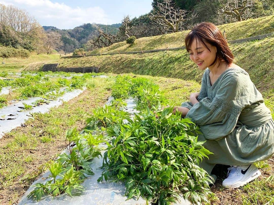 青山有紀さんのインスタグラム写真 - (青山有紀Instagram)「奈良の薬草畑に行ってきました🌿🌱 大和当帰の植え付けを見せていただいたり芍薬やキハダの苗を見せてもらったり。 （薬膳勉強してる人にはたまらないはず！😂）  わたしが作る#青家の酵素シロップ は、ただ甘くて美味しいだけじゃなく、なるべく中医学の理論に基づいた五味（酸苦甘辛鹹）を感じられるようなブレンドを考えてます。 心身への効能はもちろん、そのまま食べると酸っぱい！とか苦い！味が他の素材と仲良くしてお互いを引き立て合う世界がたまらないのです💚  補血、活血効果に優れ、婦人薬の要薬としても有名な当帰はわたしも若い頃から飲んでたのでずっと酵素にしてみたくて！！ 香りの良い無農薬の当帰葉がこれから育ってくれるのが楽しみです💚 つぎはお花が咲く時期に会いに行く約束をしました✨ 酵素シロップになるのはまだまだ先ですがすでにワクワクが止まりません💚💚💚  #青家  #薬膳 #青山有紀」3月28日 16時17分 - yukiaoya