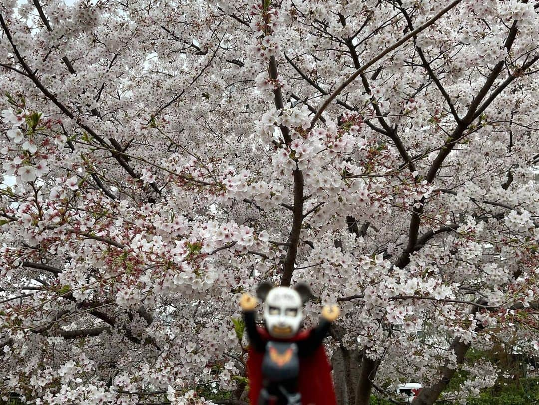 鉄拳さんのインスタグラム写真 - (鉄拳Instagram)「東京の桜はこんな感じです。🌸 ピントが合わない‥ ピントが合わない‥  やっと合った。☺️📷  #鉄拳　#桜　#ちょっとお散歩　#テケさんぽ　#1人散歩　#東京の桜🌸」3月28日 16時25分 - tekkenparapara