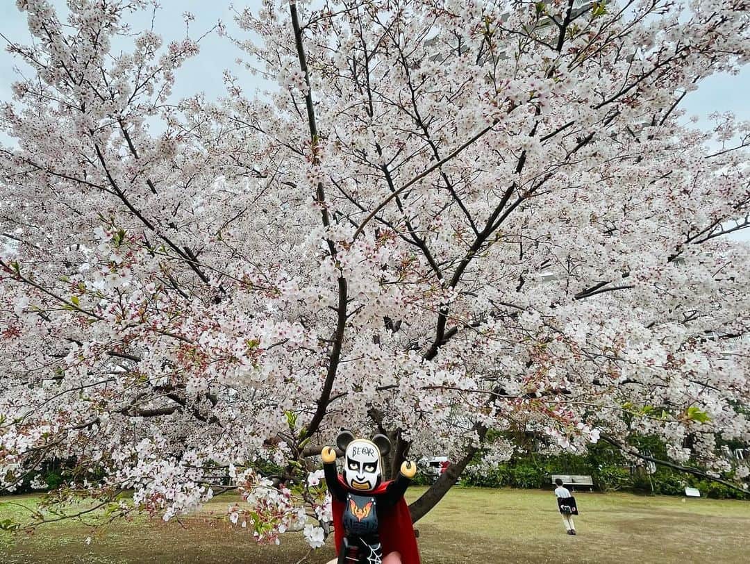 鉄拳さんのインスタグラム写真 - (鉄拳Instagram)「東京の桜はこんな感じです。🌸 ピントが合わない‥ ピントが合わない‥  やっと合った。☺️📷  #鉄拳　#桜　#ちょっとお散歩　#テケさんぽ　#1人散歩　#東京の桜🌸」3月28日 16時25分 - tekkenparapara