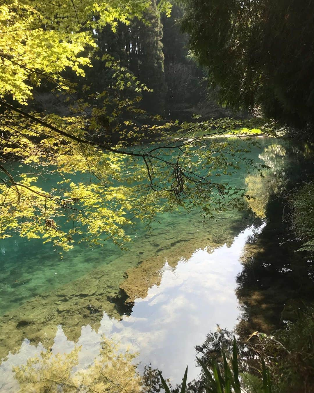 半田悠人さんのインスタグラム写真 - (半田悠人Instagram)「九州へ3泊4日の出張でした。 鹿児島→宮崎→熊本→長崎→熊本と、沢山移動しました。自然豊かで、九州好きだなあーー  質問沢山きたのですが、 一枚目は宮崎県の陣の池という場所です。後ろ側には桜満開で、とっても綺麗でした。  宮崎か鹿児島、霧島あたりに行かれる機会がありましたら是非行ってみてください！小魚たくさん泳いでました。 #陣の池#九州」3月28日 17時04分 - yutohanda