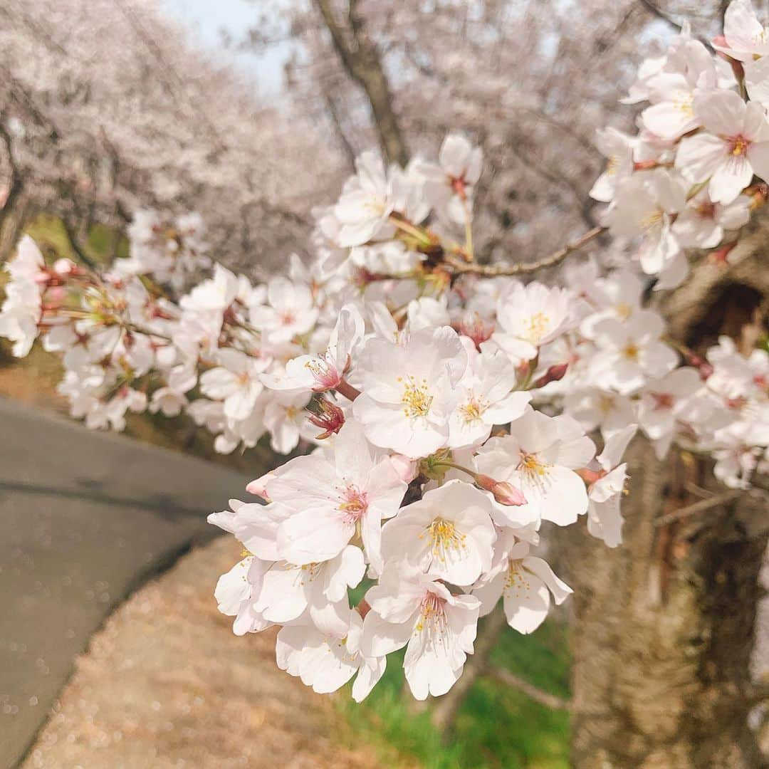 小原春香さんのインスタグラム写真 - (小原春香Instagram)「#桜」3月28日 17時31分 - koharaharuka