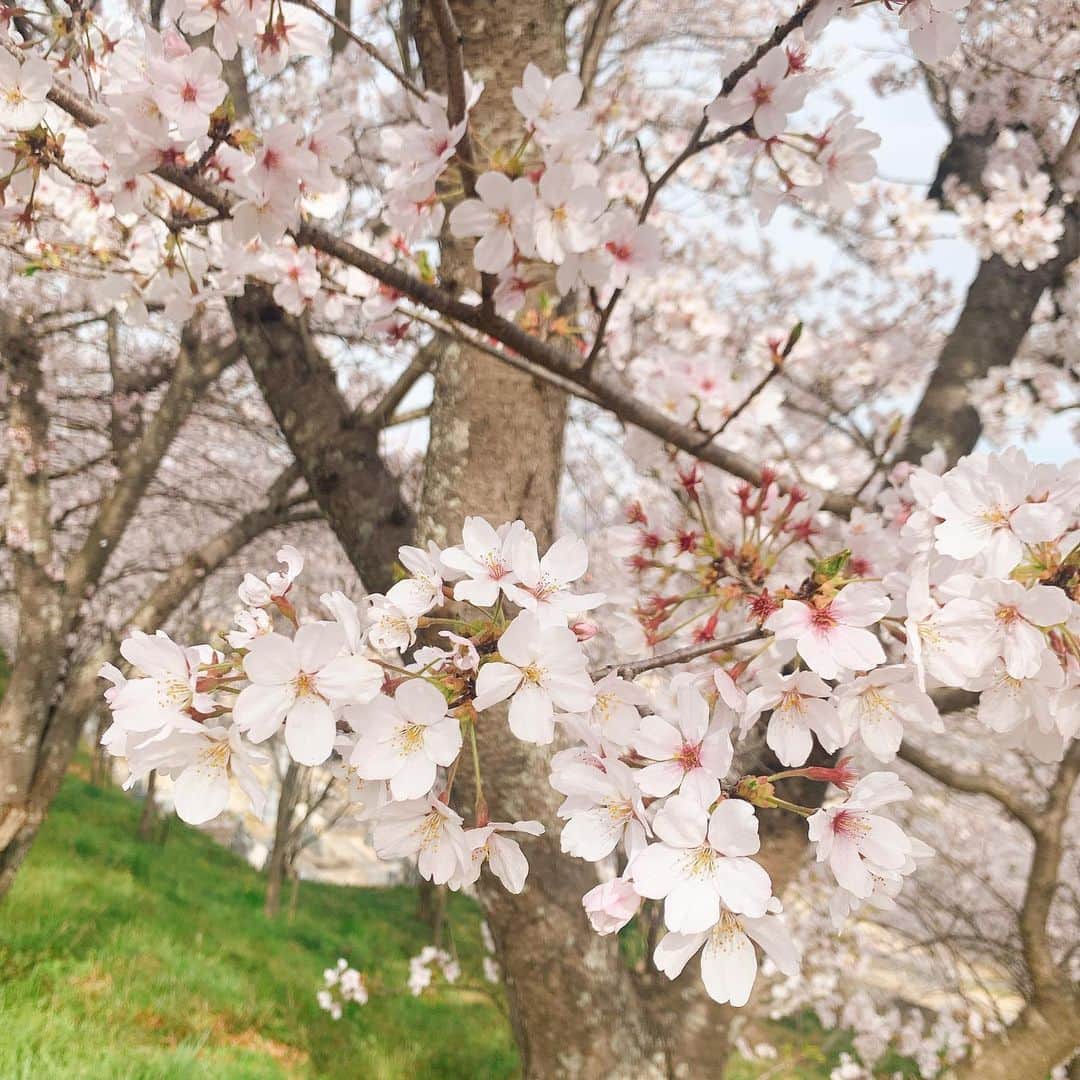 小原春香のインスタグラム：「#桜」