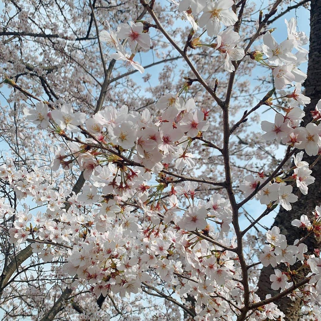 小原春香のインスタグラム：「#桜 #桜のトンネル 通った〜」