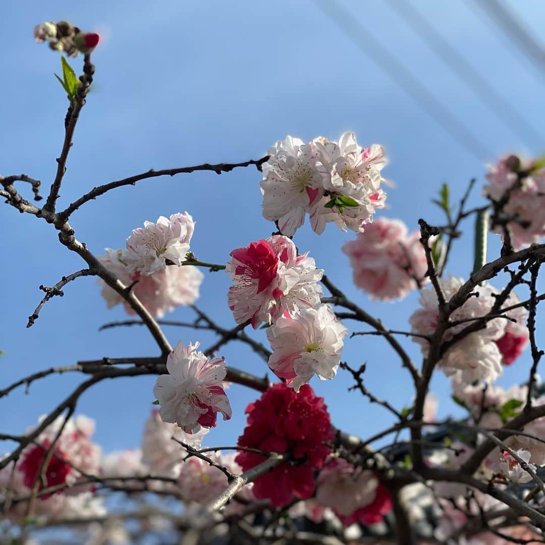 小泉里子さんのインスタグラム写真 - (小泉里子Instagram)「春のお散歩は、綺麗で気持ちがいいね。」3月28日 17時46分 - satokokoizum1