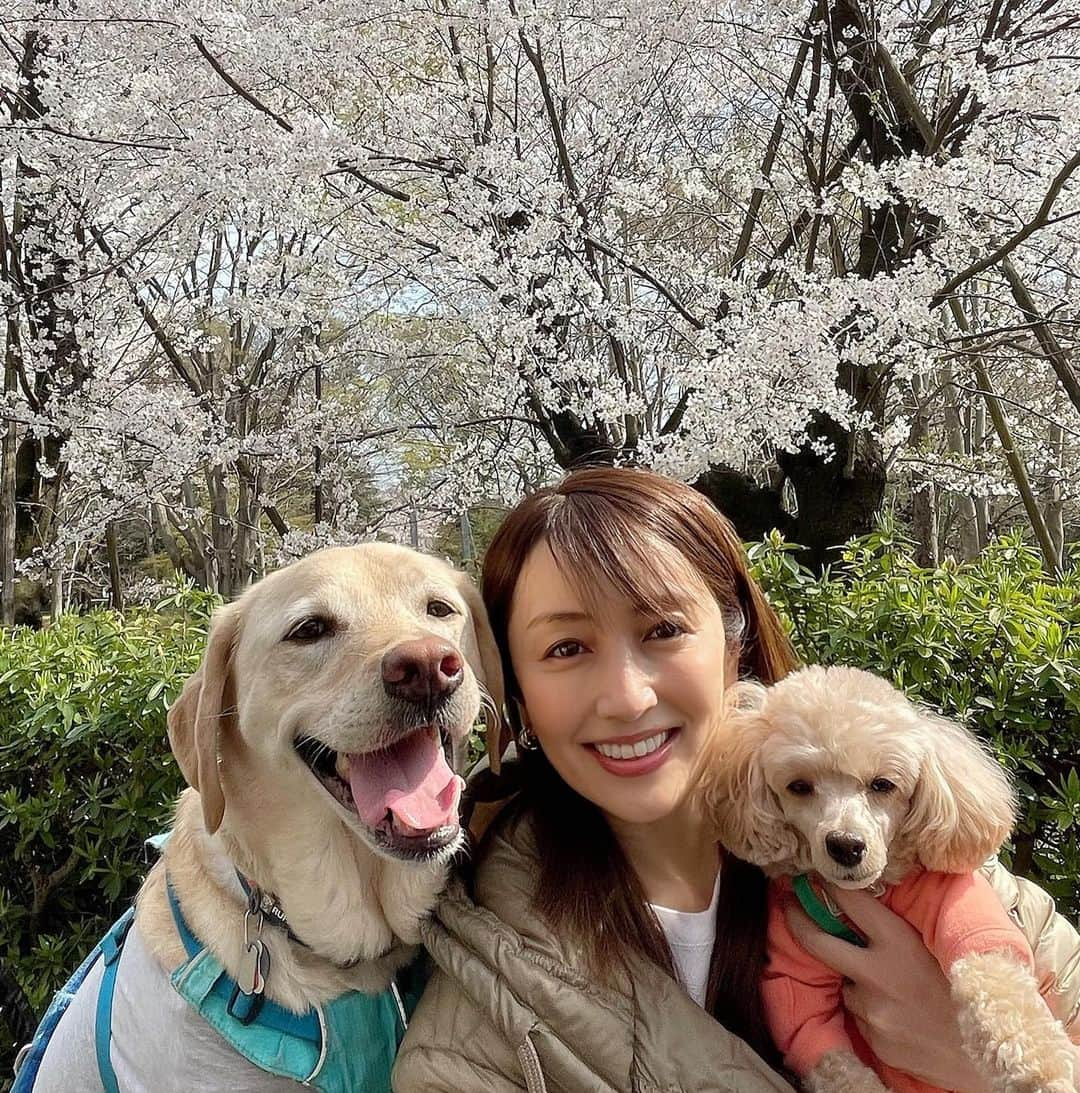 矢田亜希子さんのインスタグラム写真 - (矢田亜希子Instagram)「スリーショット❤️ #ラブラドールレトリバー #labradorretriever #アディ#トイプードル#toypoodle #もなか#桜#スリーショット#笑顔#お散歩途中での一瞬の記念撮影」3月28日 17時55分 - akiko_yada