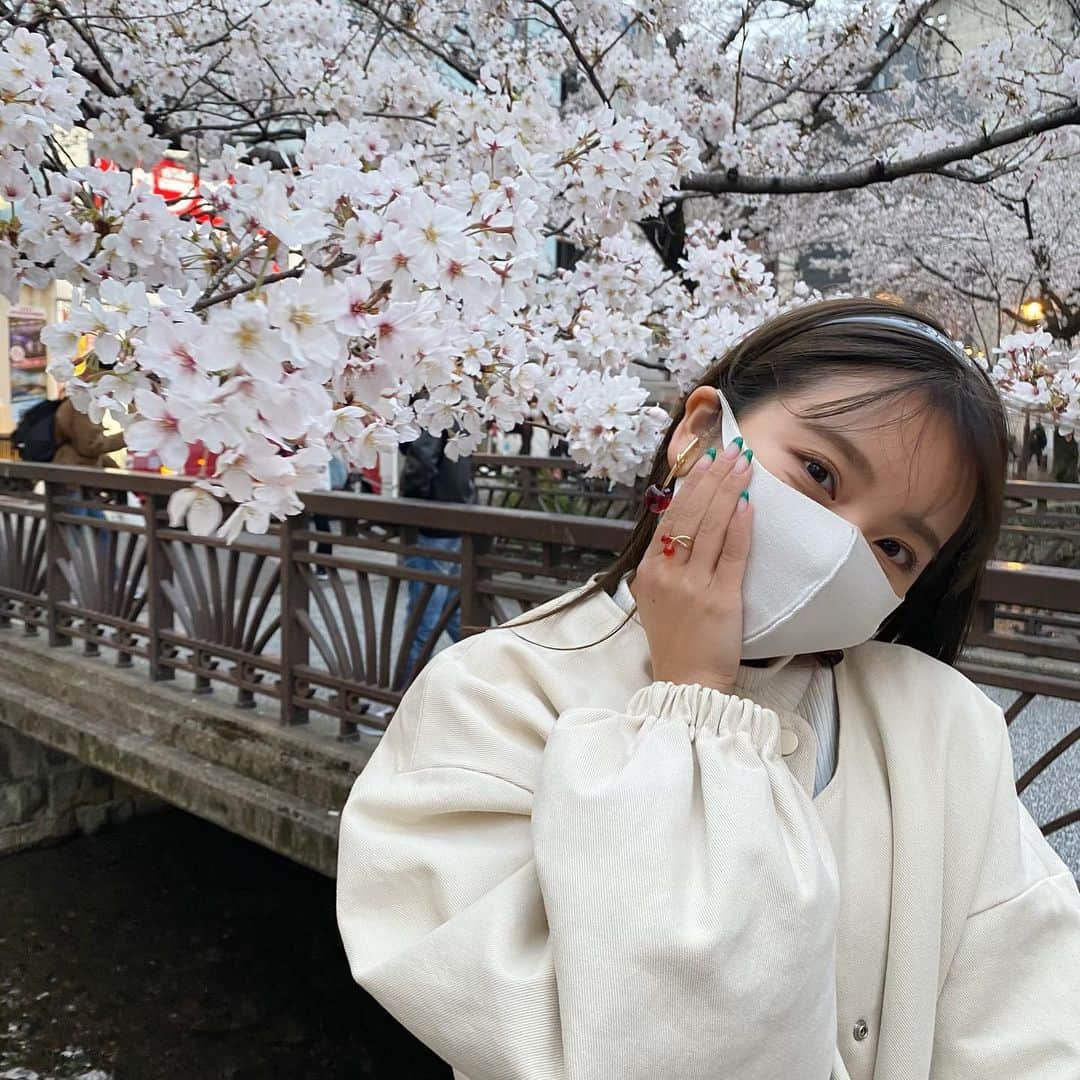 山尾梨奈のインスタグラム：「〻 🌸🍒 @liquem.tokyo  (2枚目桜触ってるように見えるけど触ってません！). . 桜がほぼ満開で枝が重たいのか 私の目線まで降りてきてくれました（笑） テラス席でお花見もどきしたよ @salon_de_royal_kyoto でドリンクを頼むと ショコラが1つ付いてきました！嬉しい〜 ドリンクに合わせて選んで下さるので 何が食べられるのかわくわく☺️☺️. . . #kyoto #京都桜 #京都グルメ #京都カフェ #京都チョコレート #推し京都 #高瀬川 #三条グルメ #三条カフェ #サロンドロワイヤル #サロンドロワイヤル京都」