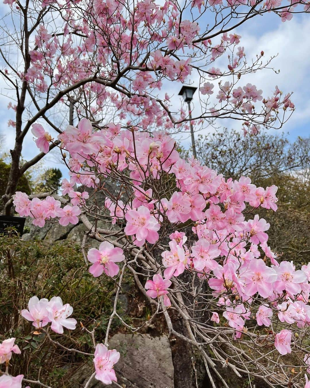 植野有砂さんのインスタグラム写真 - (植野有砂Instagram)「🌸🌸🌸Sakura season🌸🌸🌸」3月28日 18時37分 - alisaueno