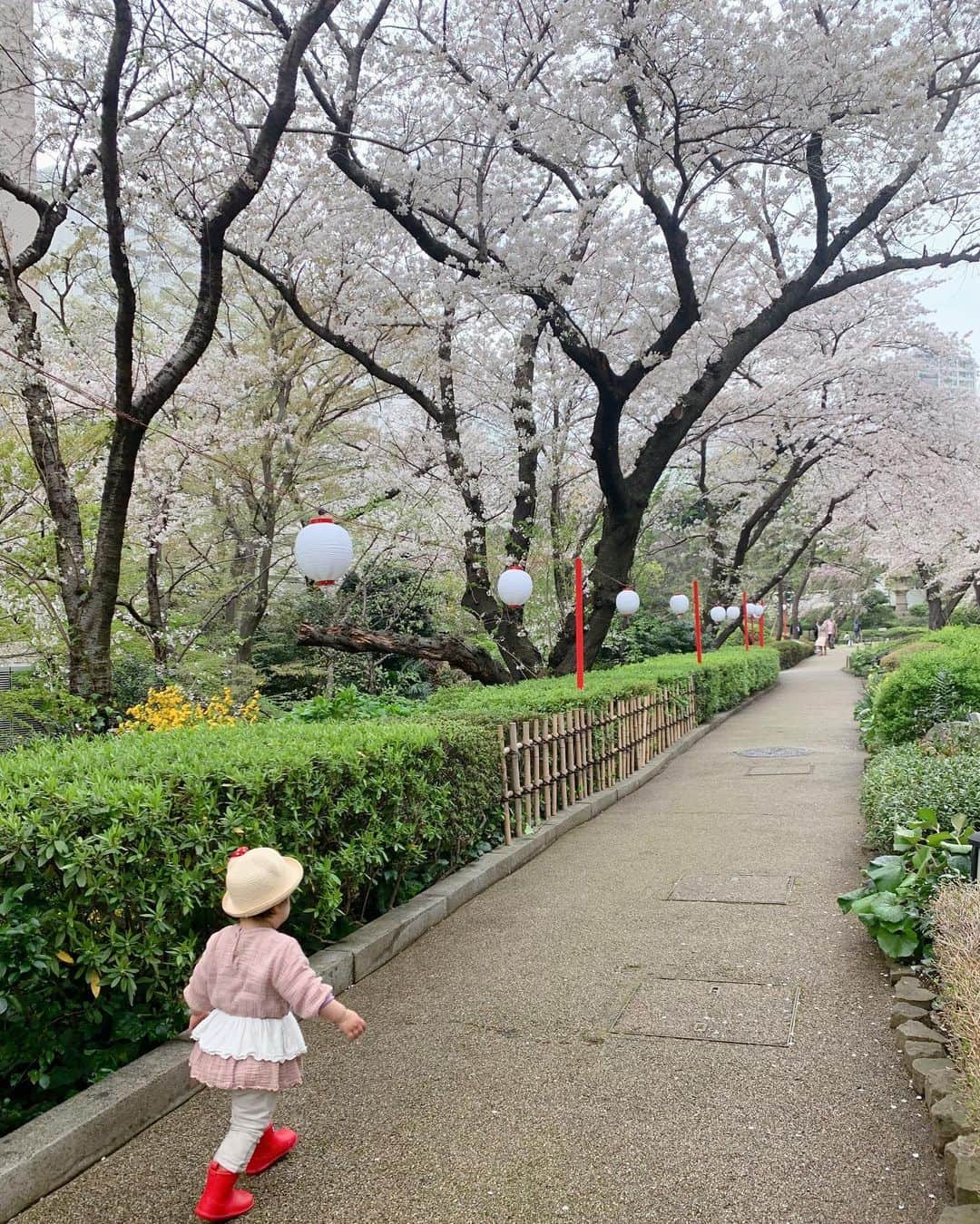 Remiさんのインスタグラム写真 - (RemiInstagram)「walking along sakura path🌸 ランチの後に雨上がりのお花見散歩。 雨にも負けず咲いている桜の逞しさを感じながらも、散ってゆく桜もまた綺麗でした👏🏻 おうちでは🧒🏻の作品でお花見🌷  #お花見 #桜並木 #東京桜 #さくらタワー #プリンス高輪 #お花見散歩 #lovetabimama」3月28日 18時38分 - remi_912