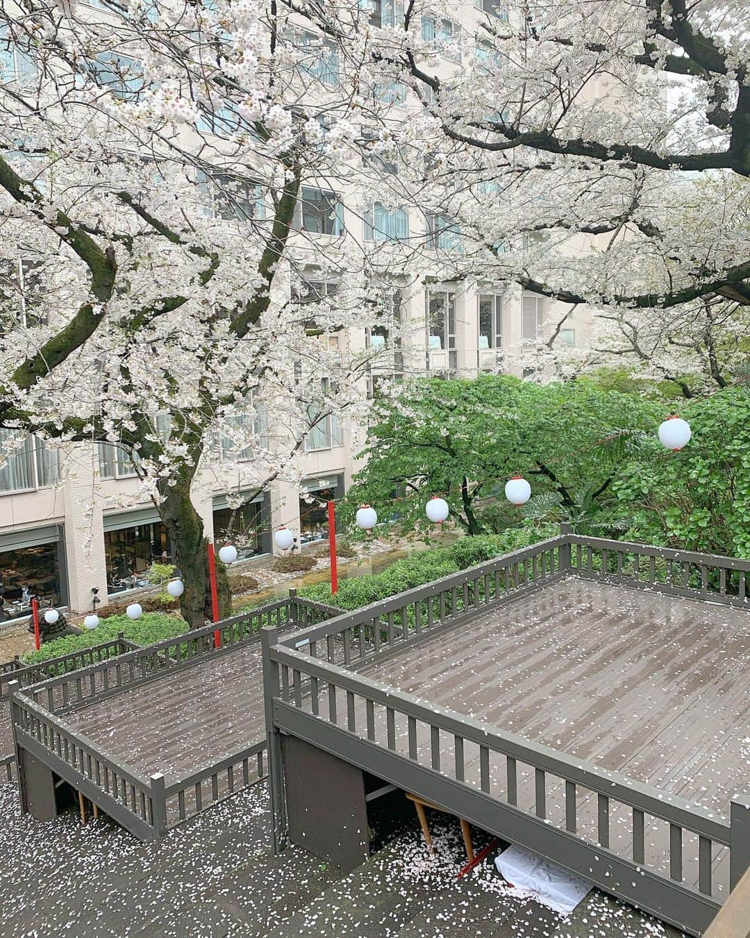 Remiさんのインスタグラム写真 - (RemiInstagram)「walking along sakura path🌸 ランチの後に雨上がりのお花見散歩。 雨にも負けず咲いている桜の逞しさを感じながらも、散ってゆく桜もまた綺麗でした👏🏻 おうちでは🧒🏻の作品でお花見🌷  #お花見 #桜並木 #東京桜 #さくらタワー #プリンス高輪 #お花見散歩 #lovetabimama」3月28日 18時38分 - remi_912