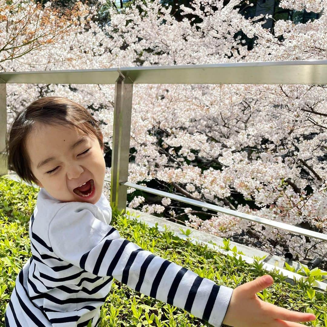 石塚錬さんのインスタグラム写真 - (石塚錬Instagram)「. 👦💬「この桜さんはぜんぶボクの〜🌸😄🌸🌸🌸🌸🌱」 #いちばん好きなお花🌸💕 #届きそうで届かない😭 . 👦💬「All the cherry blossoms are mine 🌸😄🌸🌸🌸🌸🌱」 #The most favorite flower🌸💕 #I can't reach😭 . #桜 #満開 #4月 #花 #CherryBlossoms #fullbloom #April #flower #벚꽃　#만개　#4월　#꽃 #ซากุระ #บานเต็มที่ #เมษายน #ดอกไม้ #Bungasakura #mekarpenuh #樱花 #盛开 #石塚錬 #成長日記 #ishizukaren #renishizuka #이시즈카렌」3月28日 18時59分 - ishizuka_ren