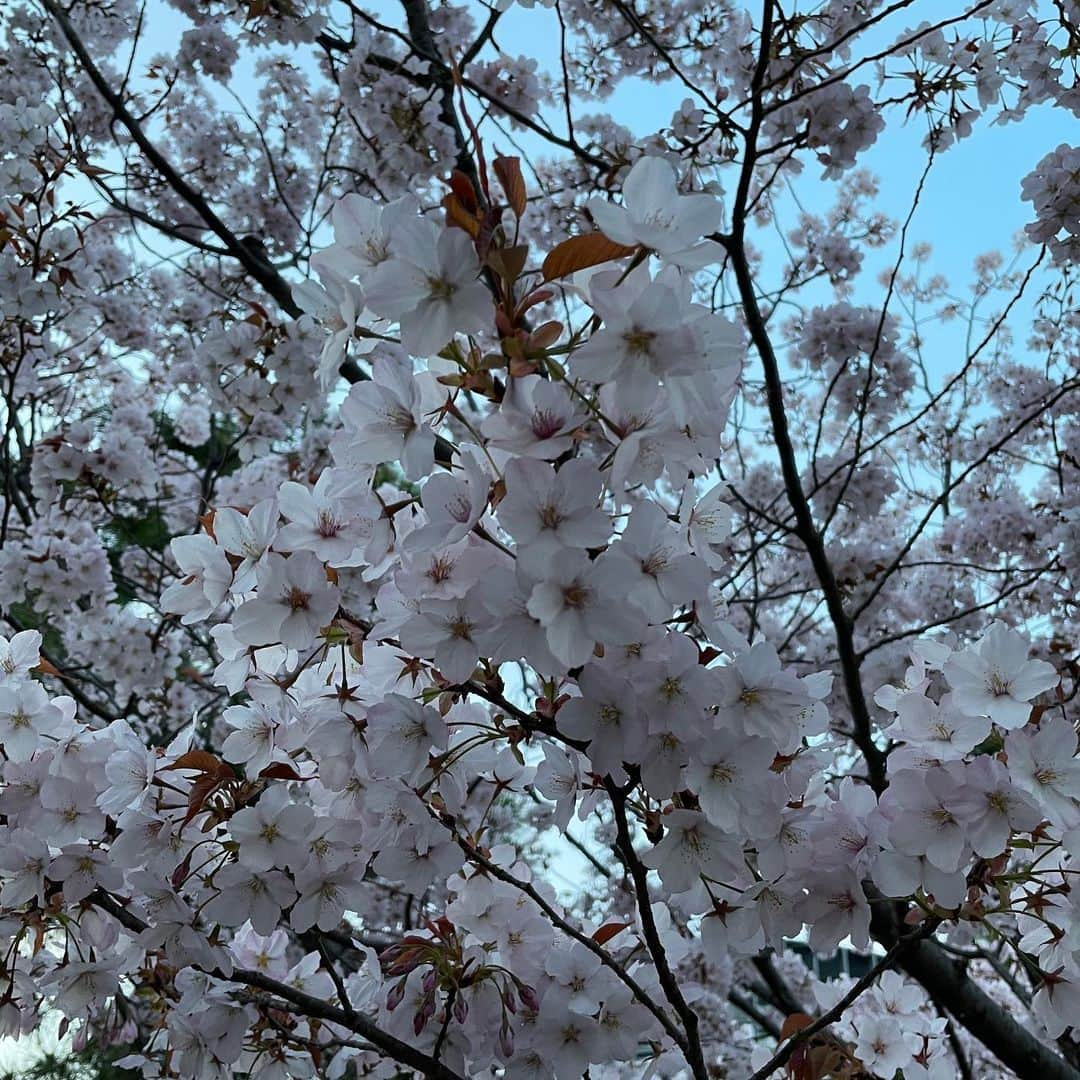 尾上菊之助さんのインスタグラム写真 - (尾上菊之助Instagram)「昨日、国立劇場公演『時今也桔梗旗揚』無事に千穐楽を迎えることができました。 緊急事態宣言中の公演でしたが、ご来場賜りまして心よりお礼申し上げます。  国立劇場の立派な桜を見ながらの通勤が楽しみでした。  さて来月は歌舞伎座　二部『絵本太功記　尼ヶ崎閑居の場』の武智十次郎をつとめます。  どうぞ宜しくお願いいたします。」3月28日 19時09分 - onoekikunosuke