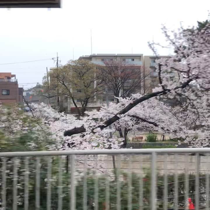 桂のインスタグラム：「桜　車窓から  #cherryblossom #cherryblossoms #flowers #flower #shukugawa #park #rain #cityscape #landscape #桜 #さくら #サクラ #夙川 #花 #雨 #街角 #景」