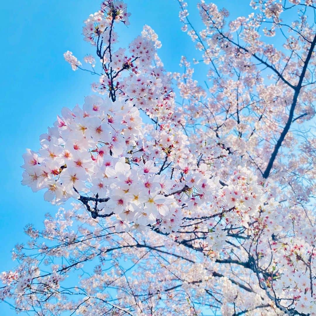 礒部花凜さんのインスタグラム写真 - (礒部花凜Instagram)「.  みんな、今日もお疲れさま☺️  リハに行く前に通りがかった綺麗な桜🌸  はやくみんなでわいわいと お花見ができる日が来て欲しいね✨  . #sakura #お花見 #🍡」3月28日 20時04分 - caririn.official