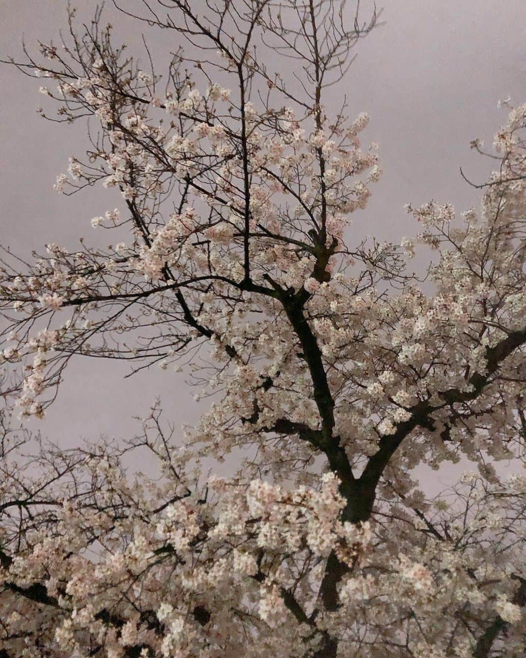 佐藤かよさんのインスタグラム写真 - (佐藤かよInstagram)「🌸☔️ 雨桜 風も強くて散ってしまいそう。。。 でもなんだかより美しく見えた。」3月28日 20時20分 - satokayo1226