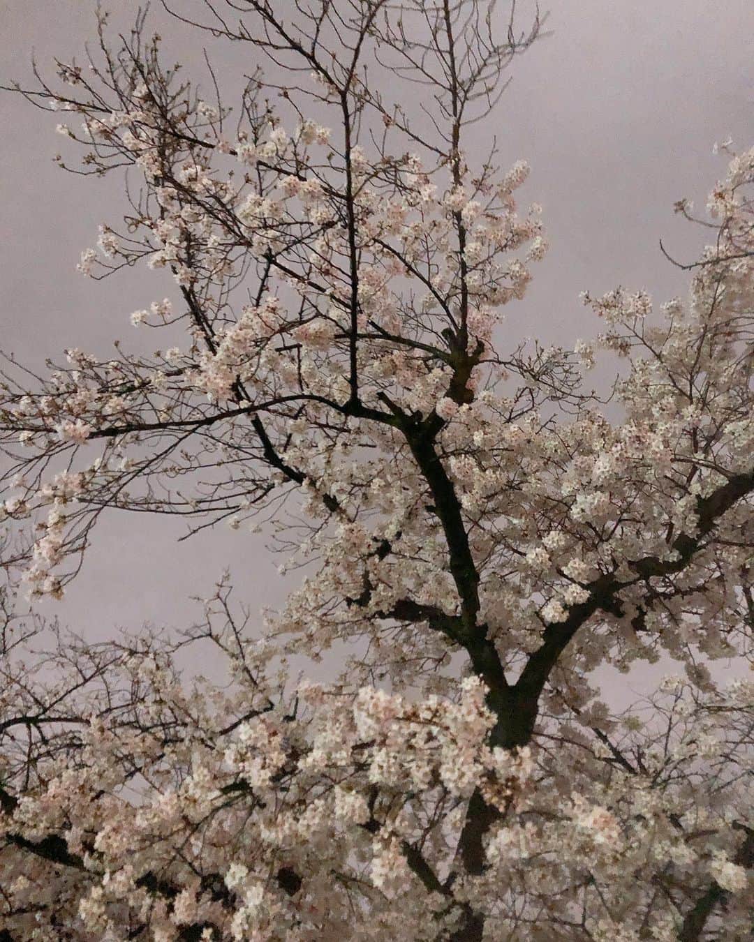 のインスタグラム：「🌸☔️ 雨桜 風も強くて散ってしまいそう。。。 でもなんだかより美しく見えた。」