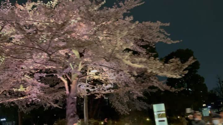 片山萌美のインスタグラム：「#sakura  #cherryblossom  #🌸 #japan  #定期的nature   🚕」