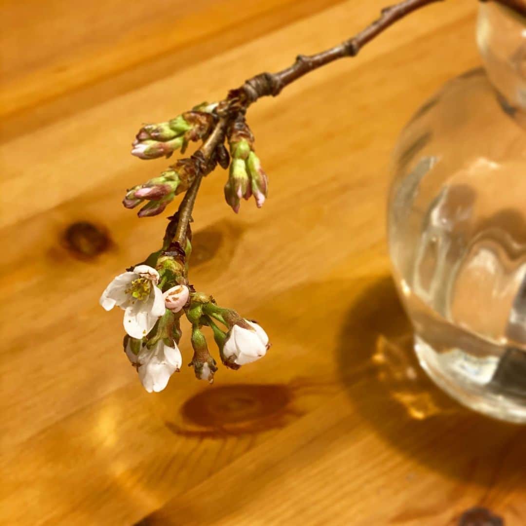 奥田恵梨華さんのインスタグラム写真 - (奥田恵梨華Instagram)「落ちていた桜の蕾のついた枝、水に差しておいたら少し開いてきた。」3月28日 20時54分 - erikaokuda_official