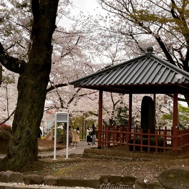 西田善太のインスタグラム：「今日の飛鳥山公園は花曇り。満開をちょと超えて、花びらが舞い始めた頃合い。さほどの雨でもなく、明日、明後日も楽しめるかと🌸 #飛鳥山公園」