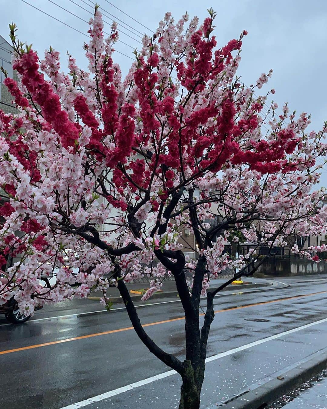 吉田沙保里さんのインスタグラム写真 - (吉田沙保里Instagram)「一本の木から2色の花が咲いてるー🌸 こんな変わった咲き方初めてみたぁー😆✨ この木の名称、知ってる方いますか？？😊 そして見た事ありますかぁ？😊 凄く綺麗で目に止まってしまったぁー😉🌸 #このきなんのききになるき #ピンク #かわいい」3月28日 21時09分 - saori___yoshida