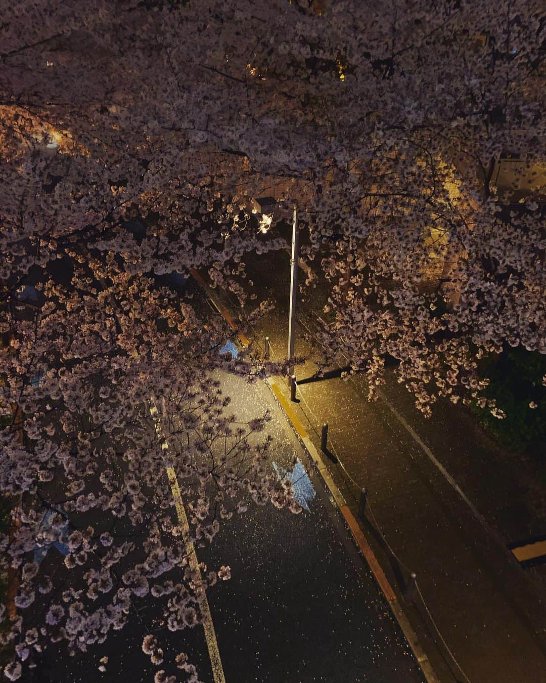 澤田友美のインスタグラム：「. 散るのも早いな🌸 . . #cherryblossom」