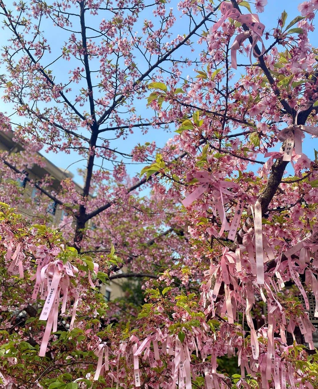 釜井美由紀さんのインスタグラム写真 - (釜井美由紀Instagram)「いまはソメイヨシノが見頃ですが、、﻿ こちらは少し前 早咲きの河津桜🌸﻿ ﻿ ﻿ #桜神宮 #桜新町 #さくら #河津桜 #葉桜 #sakura #202103」3月28日 21時42分 - miyuki.kamai