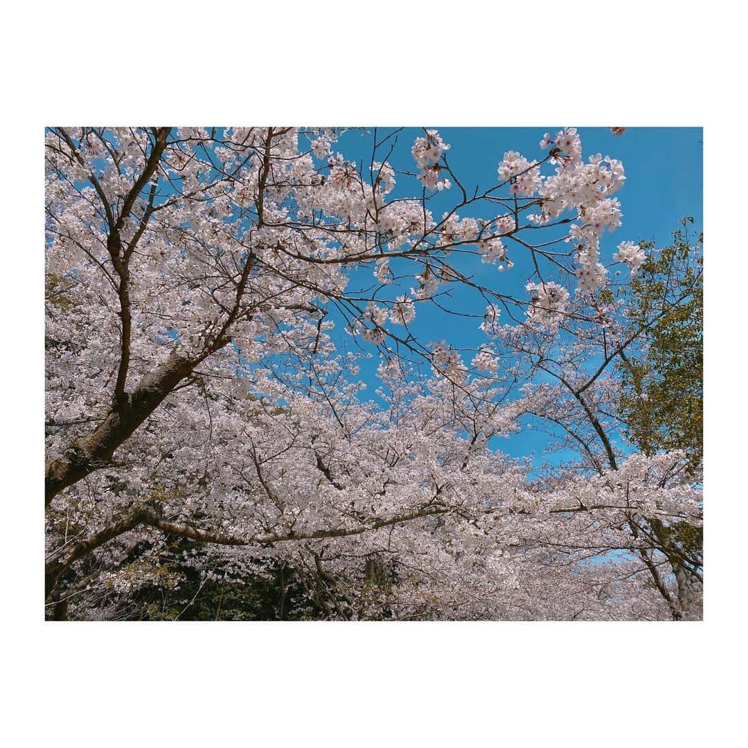 石井奏美さんのインスタグラム写真 - (石井奏美Instagram)「栗林公園の桜🌸 明日からも皆さんに良いお知らせができるよう、岡山香川の魅力を伝えられるように頑張ります🥰  今日も1日お疲れ様でした💐🧸  #香川#栗林公園」3月28日 21時50分 - ishii_kanami