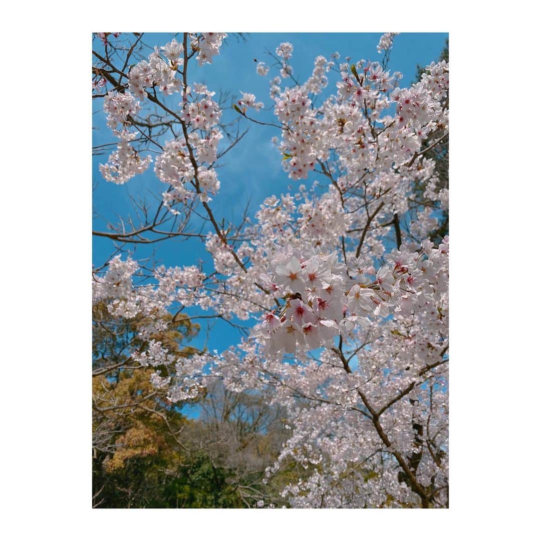 石井奏美さんのインスタグラム写真 - (石井奏美Instagram)「栗林公園の桜🌸 明日からも皆さんに良いお知らせができるよう、岡山香川の魅力を伝えられるように頑張ります🥰  今日も1日お疲れ様でした💐🧸  #香川#栗林公園」3月28日 21時50分 - ishii_kanami
