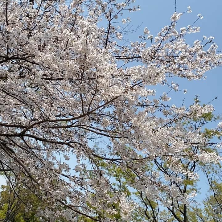 山田五郎のインスタグラム：「. . 🌸お仕事の移動中に🌸 . チャンネル登録者数が2000人を超えました✨ 皆さんいつも見て下さりありがとうございます☺️ ということは、皆さんお待ちかねのあの動画がUPされる…？！🎶 今後も皆さんの生活にちょぴっとでも潤いを お届けできればと思います🍀 ああ甲子園とヤクルト戦観に行きたいなぁ、 . #山田五郎　#桜　#🌸　#YouTube #春 #美術　#美術解説　#美術館好きな人と繋がりたい  #美術好きな人と繋がりたい  #アート #アート好きな人と繋がりたい」