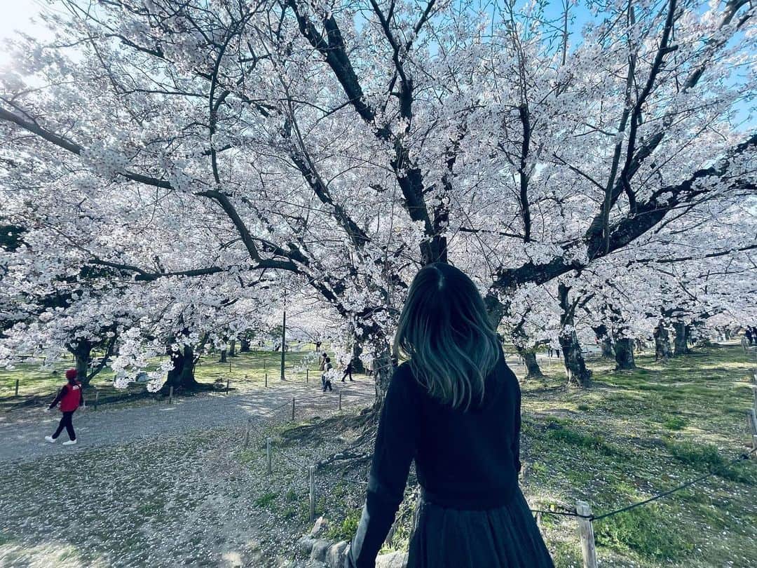 荒巻美咲のインスタグラム：「🌸 桜をどうぞご堪能あれ。」