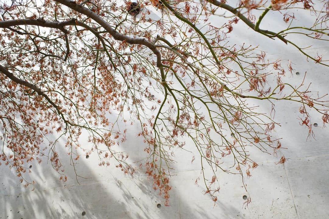 高垣麗子さんのインスタグラム写真 - (高垣麗子Instagram)「・ ・ ・  おはようございます  草木がいちだんと多い茂りますね  今日も充実した一日をお過ごしください𓂃𓂃𓆸𓄺  ・ ・ #relaxed  #癒し #身近にある幸せ」3月5日 7時57分 - reikotakagaki