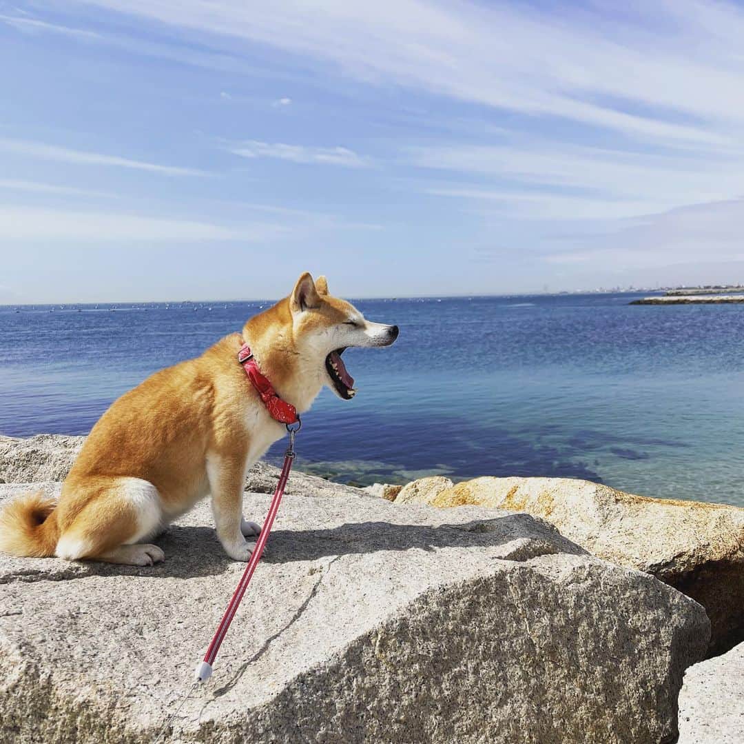 柴犬小春さんのインスタグラム写真 - (柴犬小春Instagram)「おはようございます😃 先日行って来た松江海岸で撮影してきた写真です。とても綺麗な海でした！」3月5日 7時51分 - kohachannel