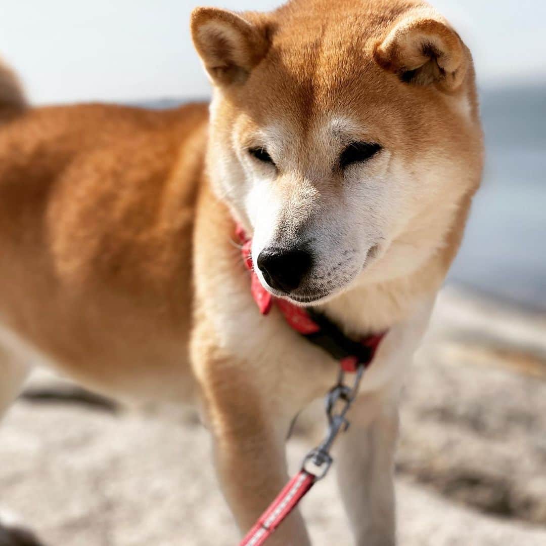 柴犬小春さんのインスタグラム写真 - (柴犬小春Instagram)「おはようございます😃 先日行って来た松江海岸で撮影してきた写真です。とても綺麗な海でした！」3月5日 7時51分 - kohachannel