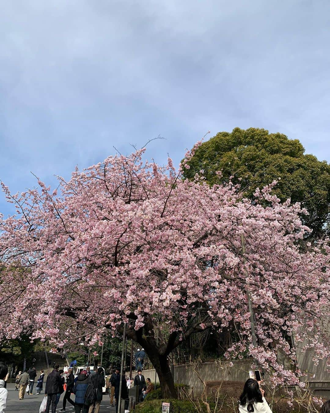 あこさんのインスタグラム写真 - (あこInstagram)「桜がとっても綺麗でした🌸ロケの場所の近くにたまたま桜の木が🌸今年のお花見終了！！！ #はらぺこツインズ」3月5日 2時55分 - harapeko__ako