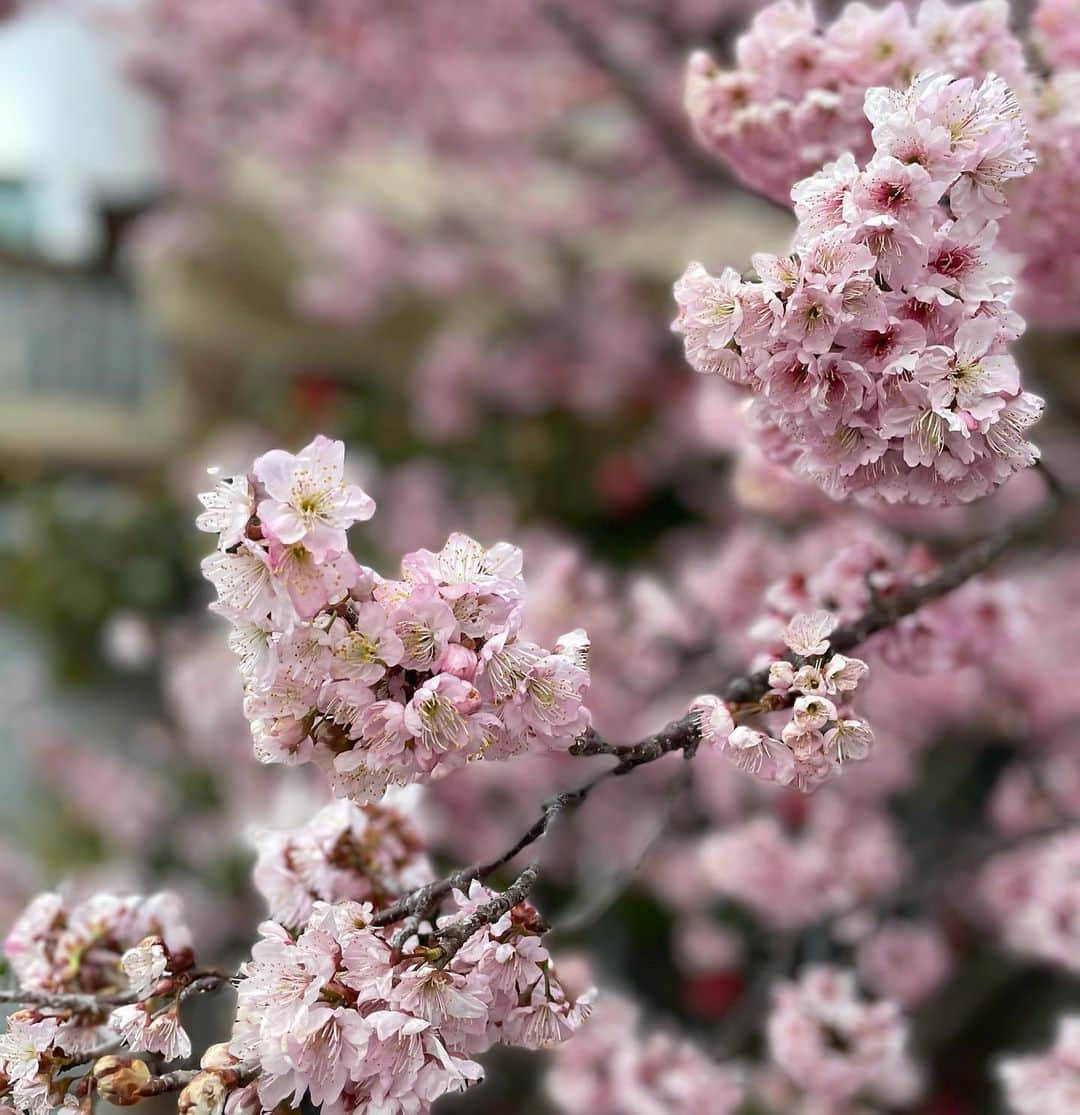 水谷千重子さんのインスタグラム写真 - (水谷千重子Instagram)「寒桜🌸🌸🌸🌸 今年は弘前公園いけるかな🌸 #空気ケーキ #ふわふわ #寒桜」3月5日 16時41分 - mizutanichieko