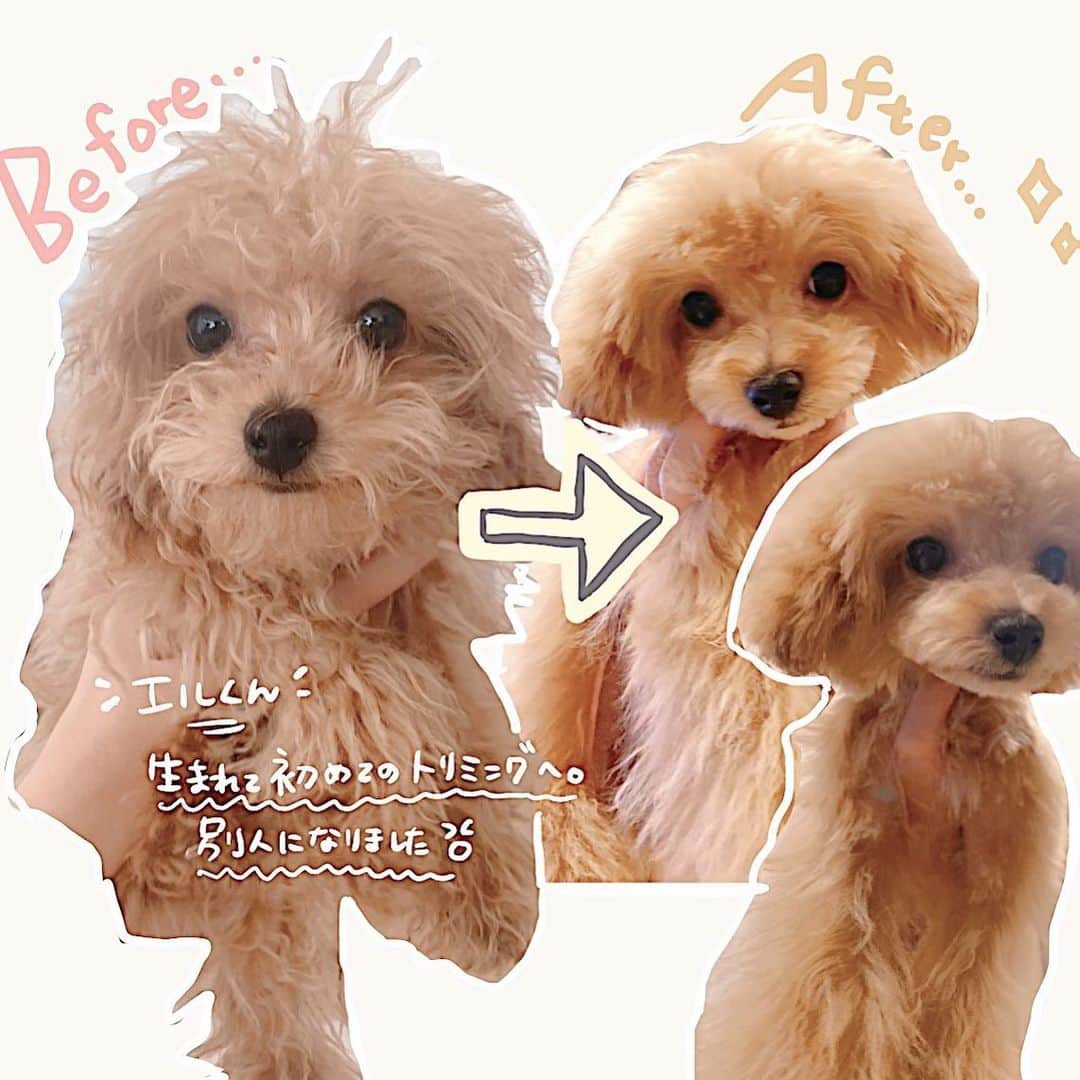 ほしのこさんのインスタグラム写真 - (ほしのこInstagram)「エルがこうなりました✨🐶  #初のトリミング#子犬#トイプードル#トイプードルアプリコット#トイプードル男の子 #トイプードルカット」3月5日 16時55分 - hoshinoko728
