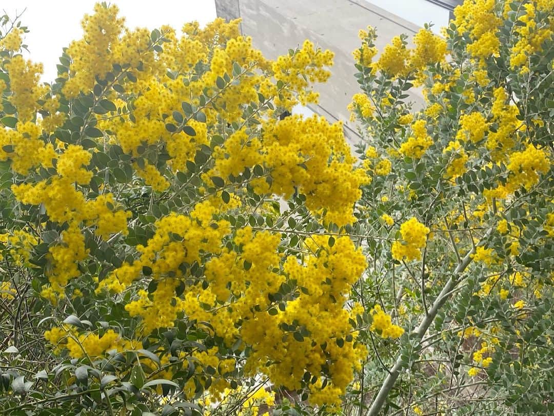 秋本祐希のインスタグラム：「咲きほこったミモザ 美しいなぁ💛 花言葉も素敵なんだよね。 #mimosa  #ミモザ #感謝」