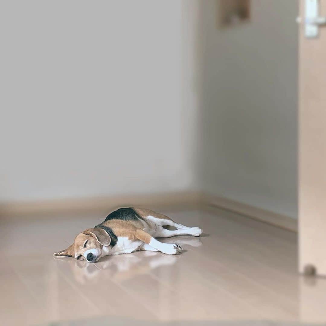 のインスタグラム：「ぐんもに　　　　　﻿ 毛皮着て暑いから床で寝るそうです  υ∵υ◝੭ ﻿  ˘ ˘˘﻿ ﻿ ﻿」