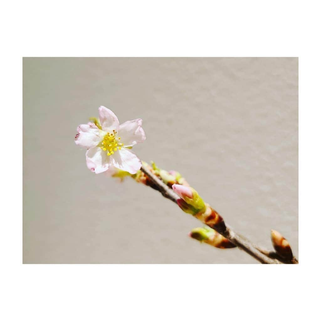 彩乃かなみのインスタグラム：「﻿ ﻿ ﻿ あっという間に花開きました🌸﻿ ﻿ ﻿ #桜﻿ #春の訪れ﻿ #お部屋の中﻿ #大阪ライフ﻿ #すぐそこに﻿ #始まりと開花﻿ ﻿」