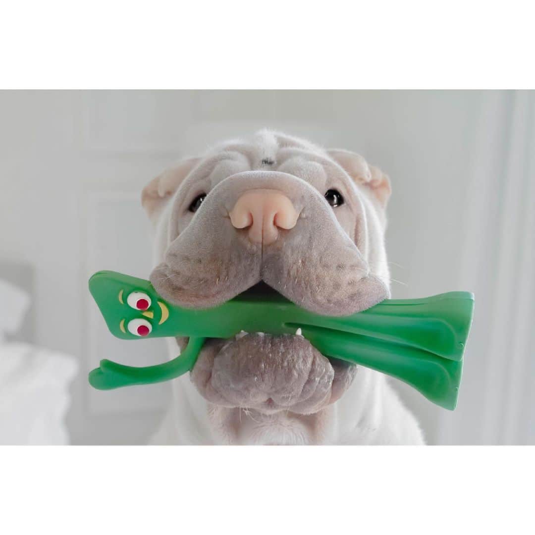 のインスタグラム：「Tonight’s dinner guest 🍽 #gumbyandigowayback #goodmates #lambington #sharpei #sharpeisofinstagram #sharpeiworld #sharpeilove #wrinkles #gumby #squishyfacecrew #instagood #weeklyfluff #instadaily #dog #dogs #dogsofinstagram #doglife #ilovemydog #cutepets #iloveyoutothemoonandback」