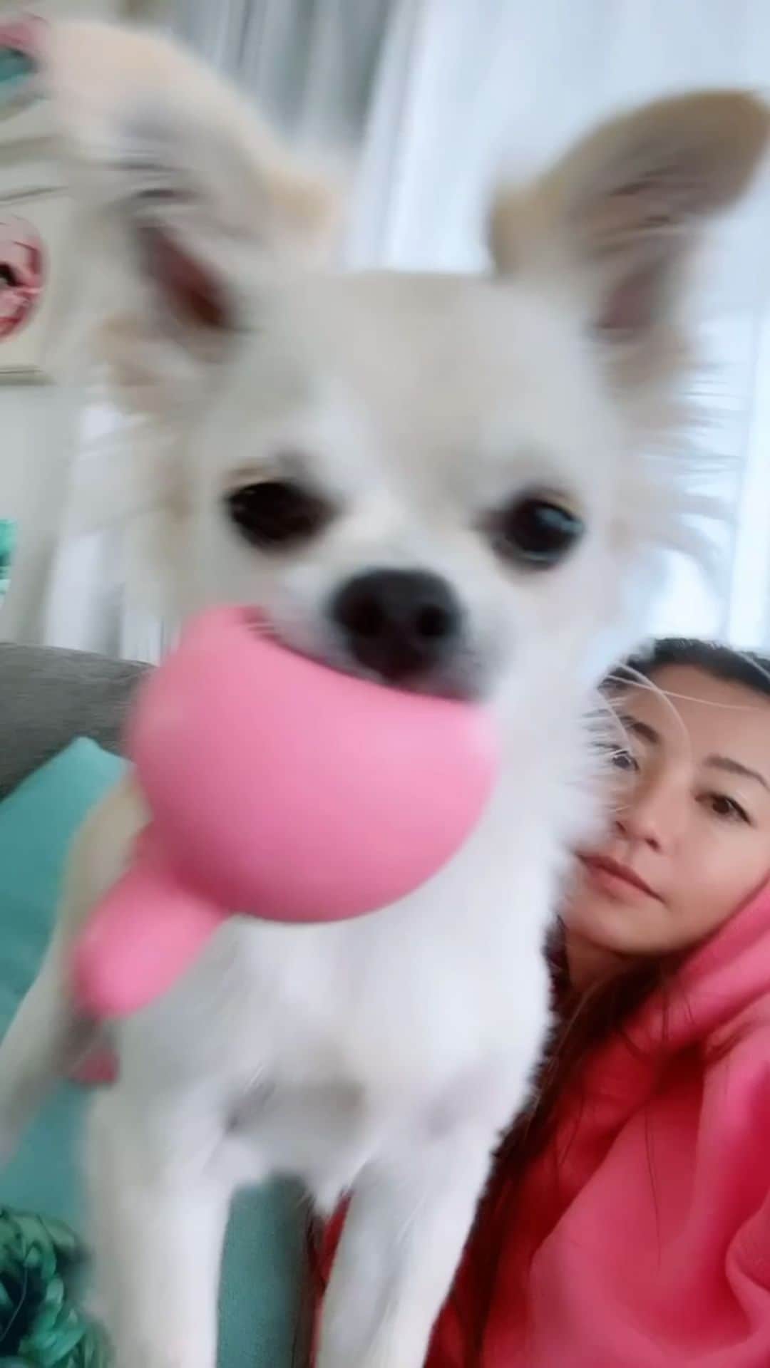 のインスタグラム：「痛い....🥲 最近ポノの犬パンチが進化してる🥊  @ponopononikki #チワワ　#ちわすたぐらむ #chihuahua」