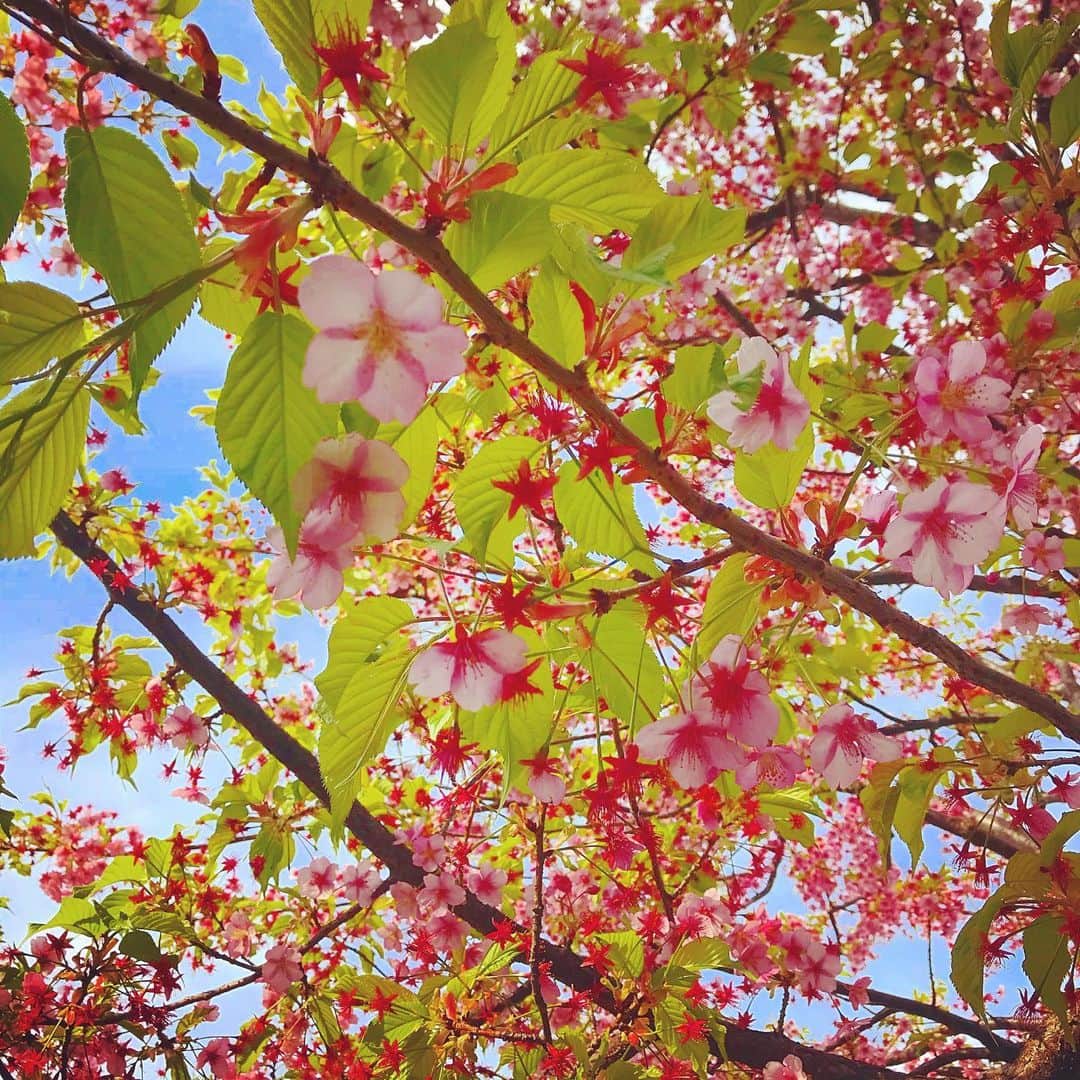 市川まさみさんのインスタグラム写真 - (市川まさみInstagram)「🌸🌸🌸🌸  #春の訪れ　#桜　#お花見#japan #flowers」3月5日 11時43分 - ichii710