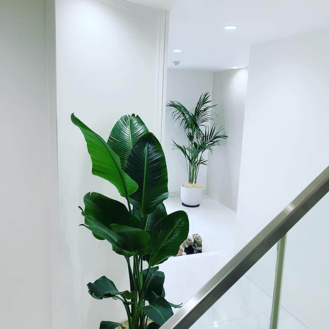 アレクサンダーのインスタグラム：「玄関に植栽置いてみた❤️ いい感じかな❤️ リビングにも2本置いたよん まだまだ増やしたいな　笑  #玄関 #植栽 #初心者」